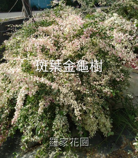 班葉金龜樹