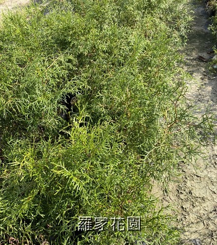 肖楠