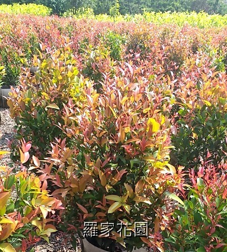 長紅木