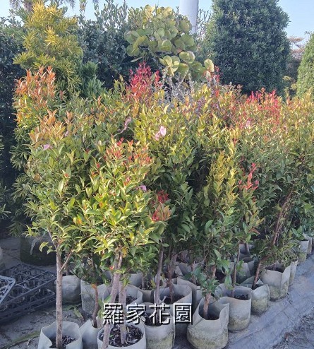 長紅木