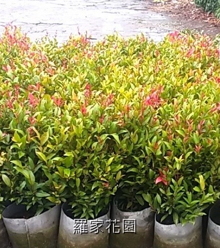 長紅木
