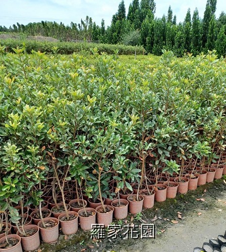 厚葉石斑木