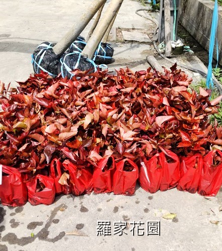 威氏鐵莧（紅葉鐵莧）