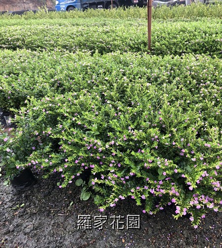 雪茄花