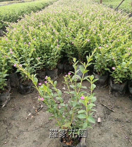 雪茄花