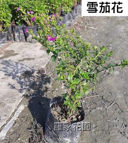 雪茄花