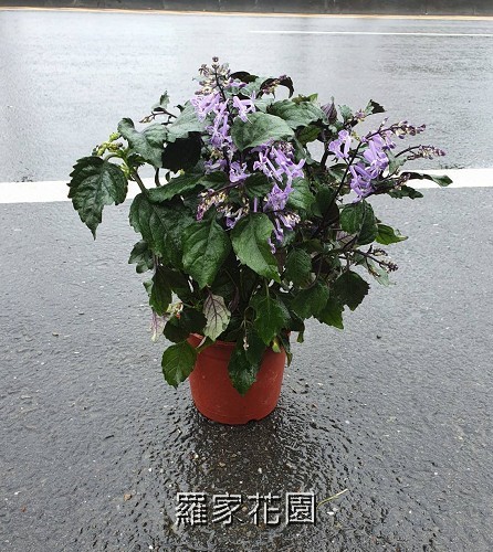 紫鳳凰