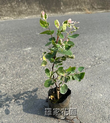 彩葉山漆莖