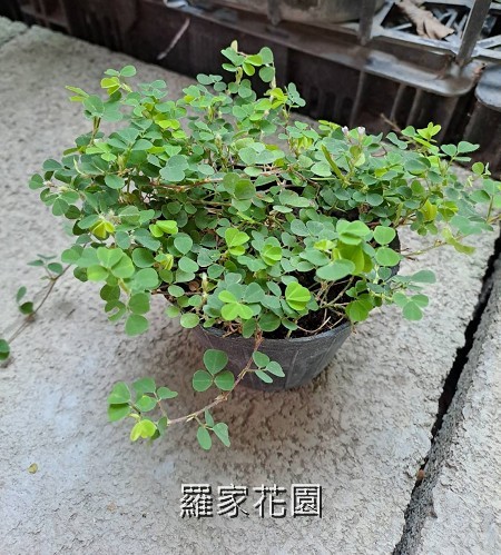 蠅翼草