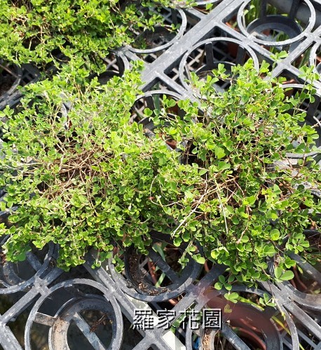 蠅翼草