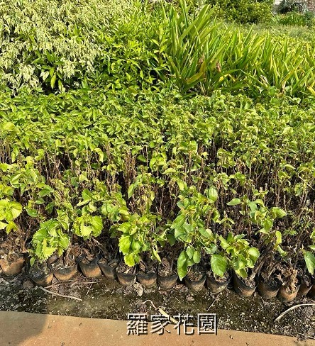 鑲邊旋葉鐵莧