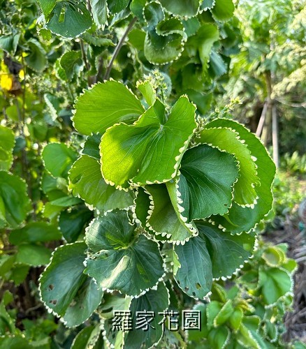 鑲邊旋葉鐵莧
