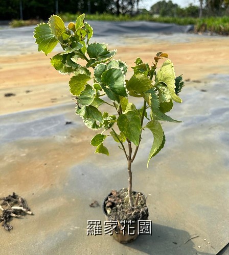 鑲邊旋葉鐵莧