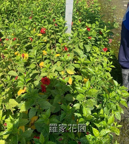 扶桑花(裂瓣紅）單瓣紅