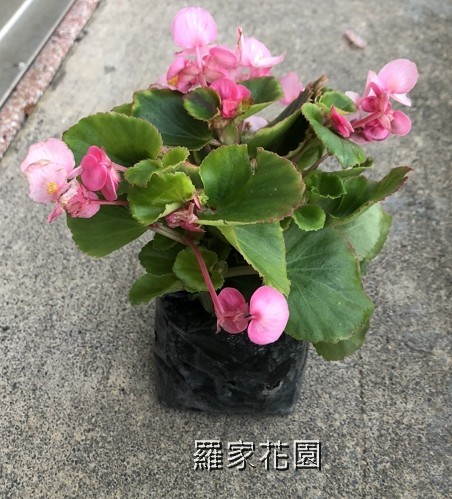 秋海棠