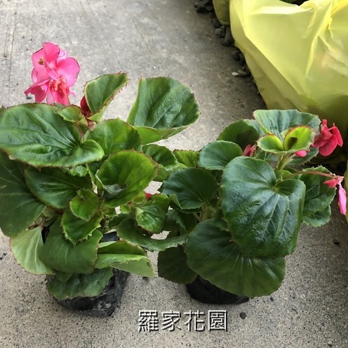 秋海棠