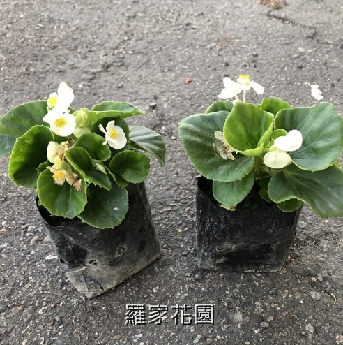 秋海棠