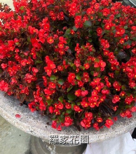 秋海棠
