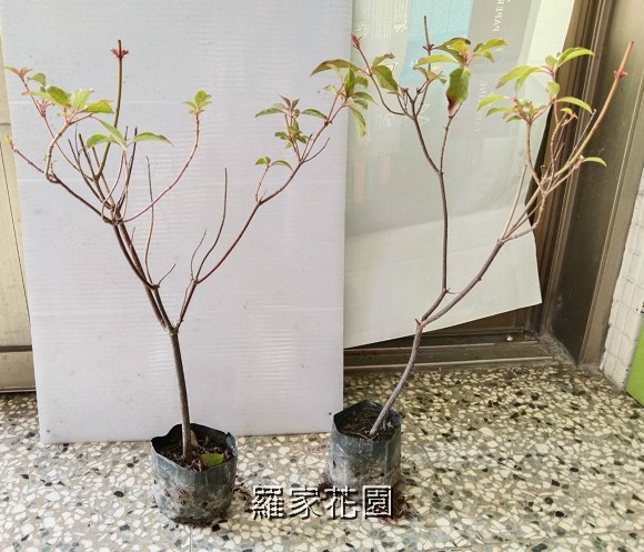 醉嬌花