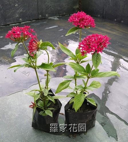 繁星花