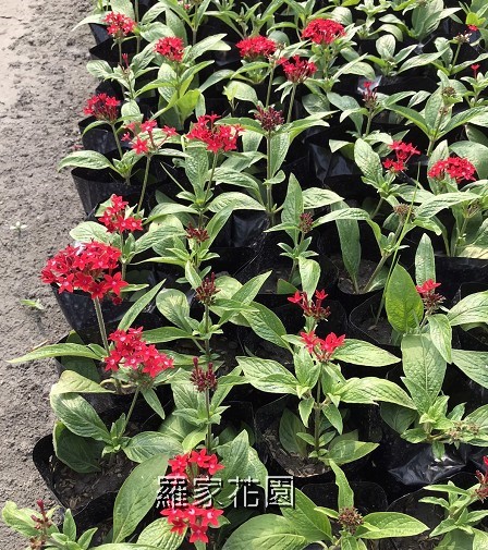 繁星花