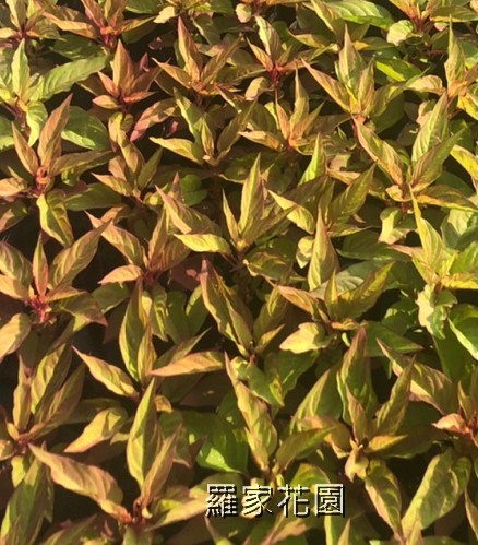 雞冠花