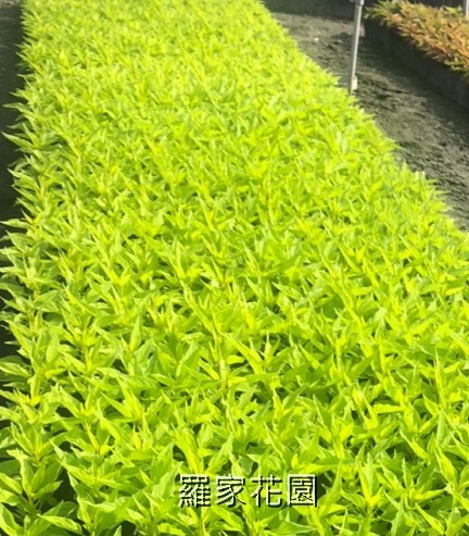雞冠花