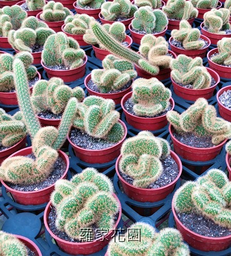 多肉植物
