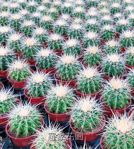 多肉植物