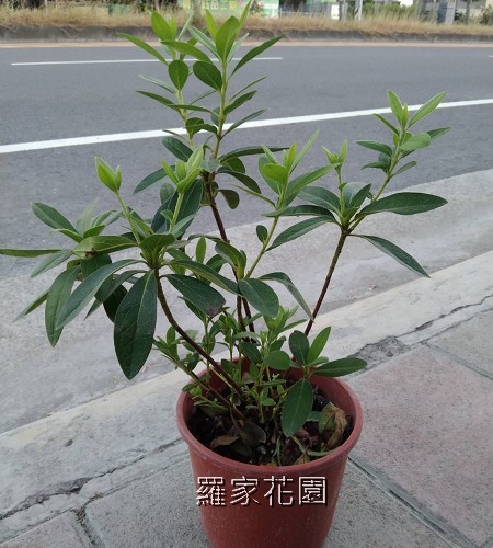 杜鵑花
