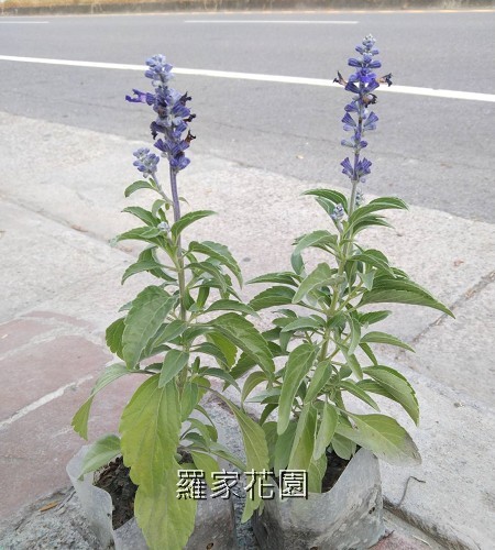 鼠尾草