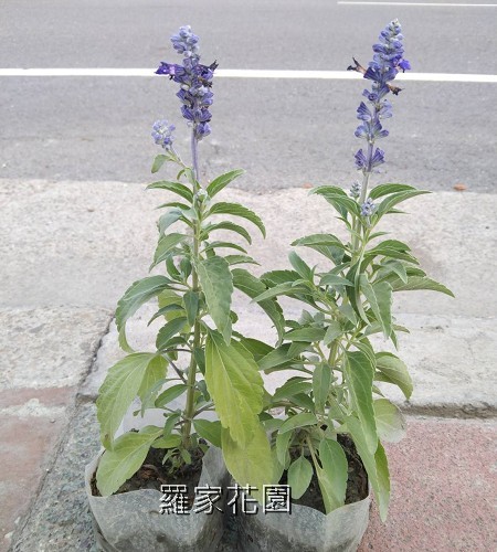 鼠尾草