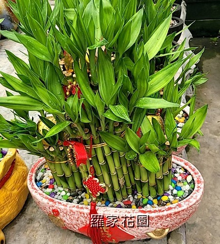 室內盆景