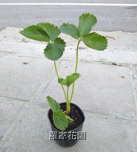 草莓苗
