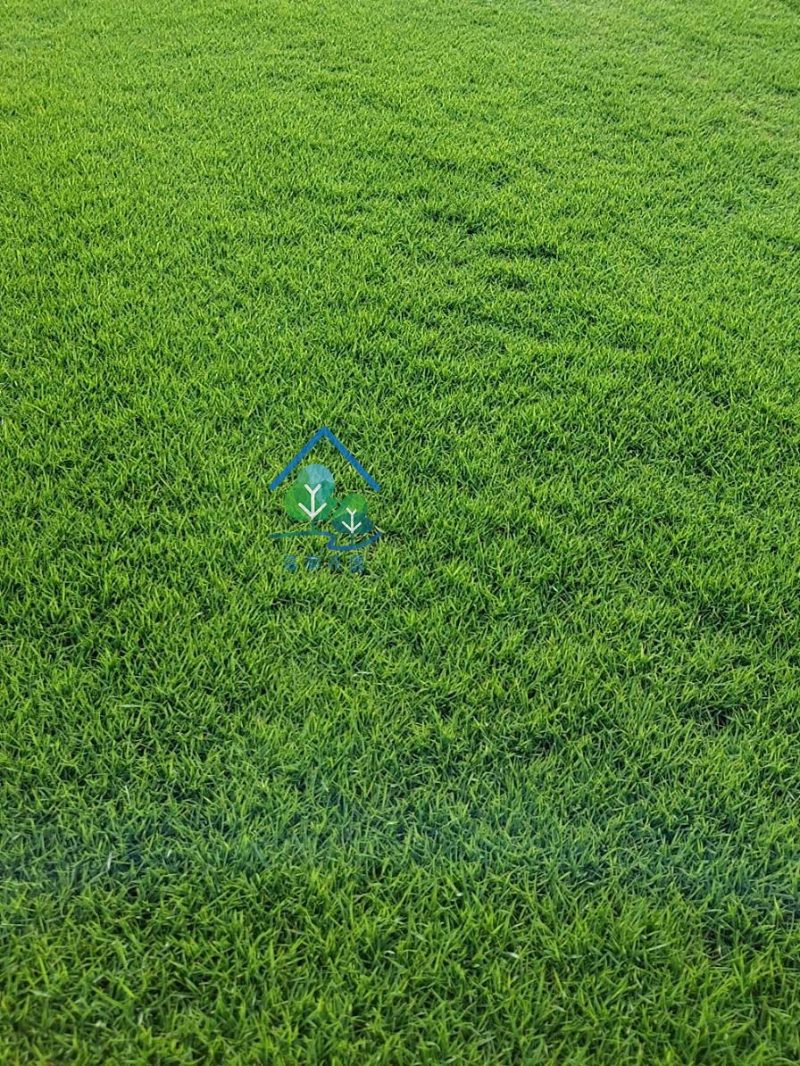 台北草