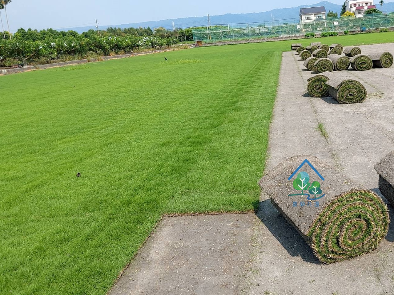 台北草