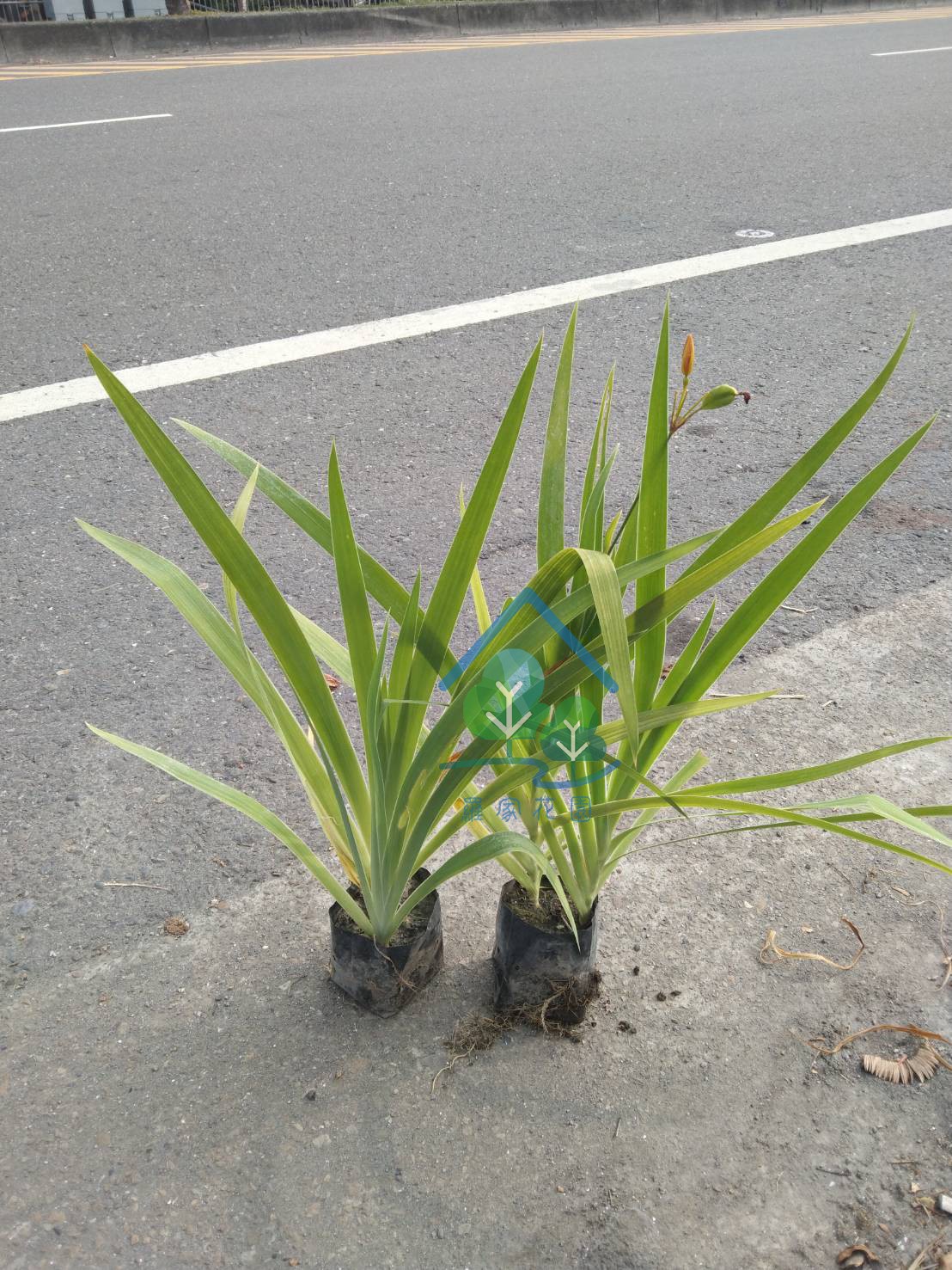 射干