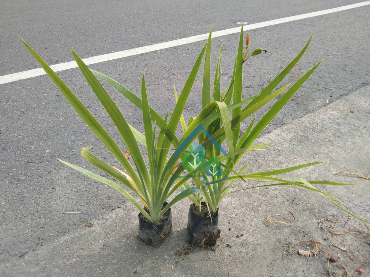 射干