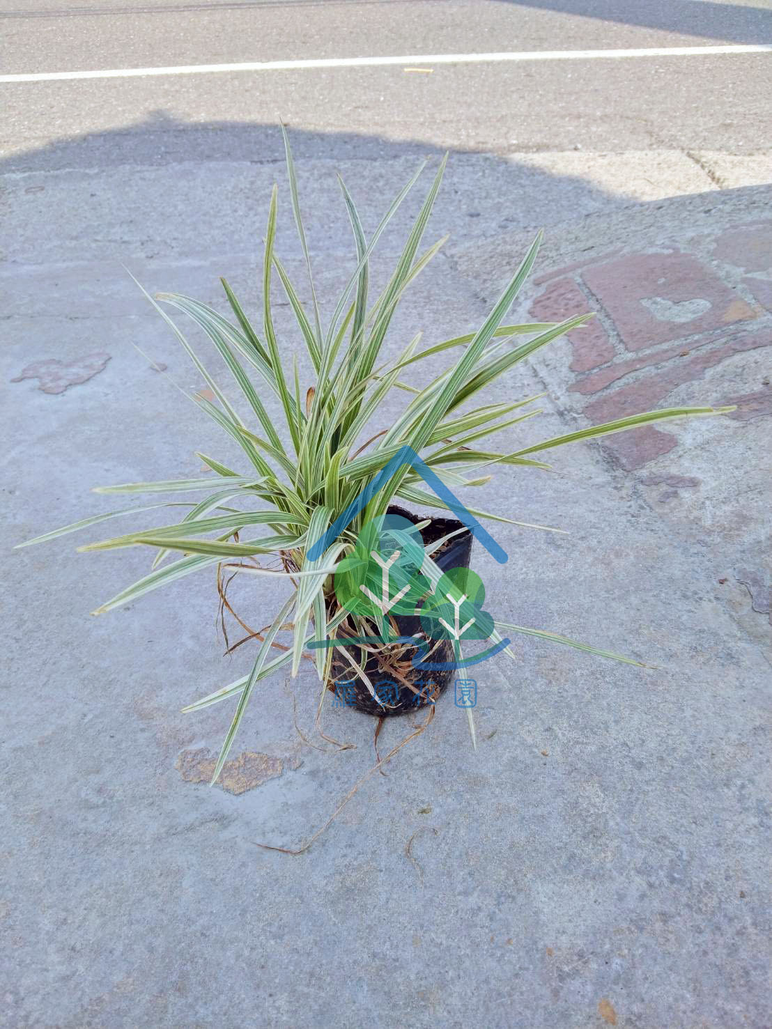 銀紋沿階草