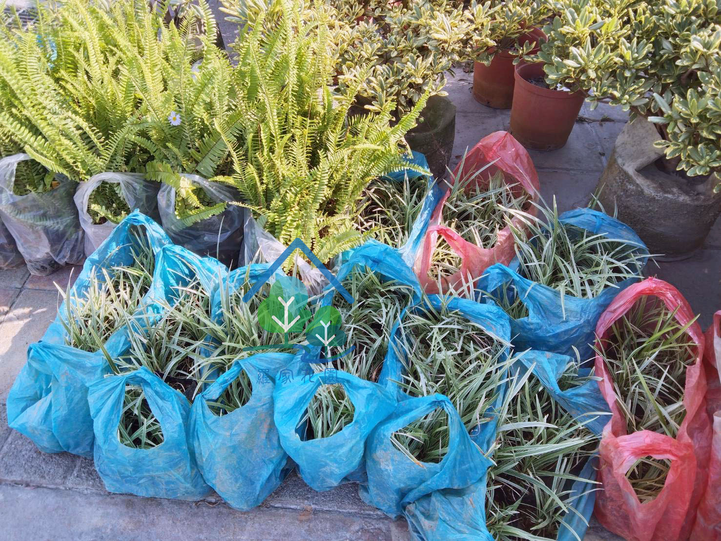銀紋沿階草