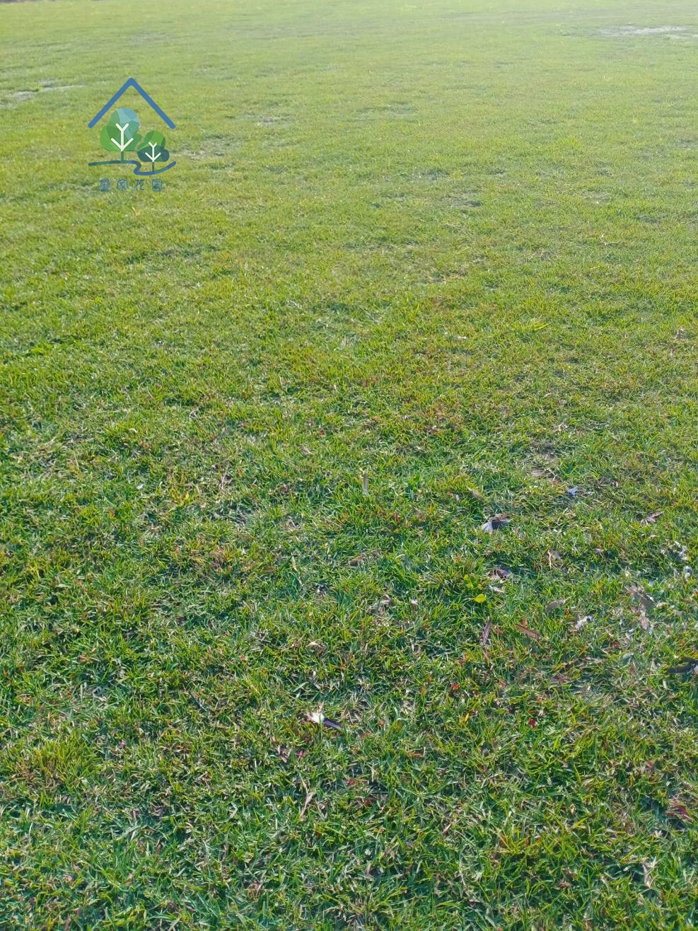假儉草
