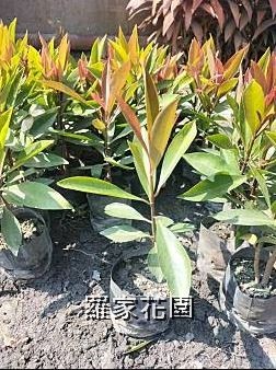 小長紅木