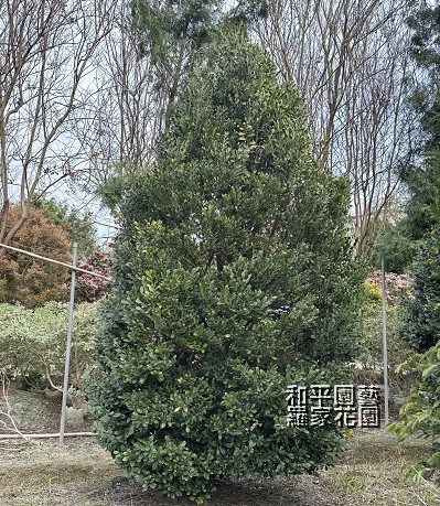 象牙木