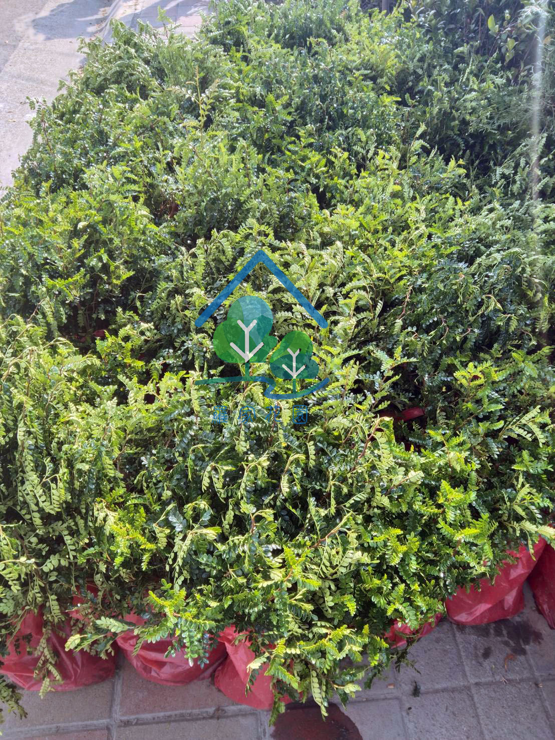 胡椒木