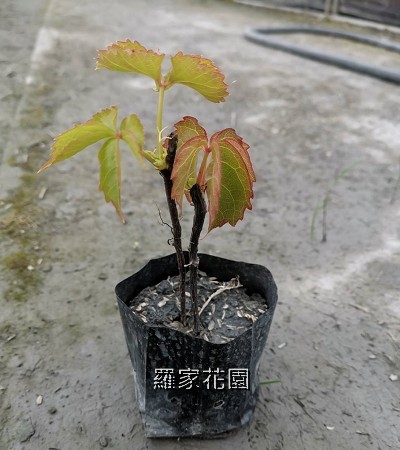 爬牆虎