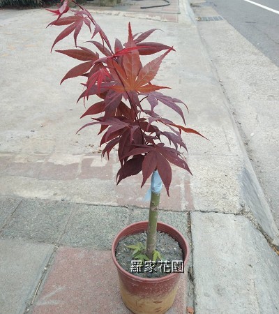 紅楓