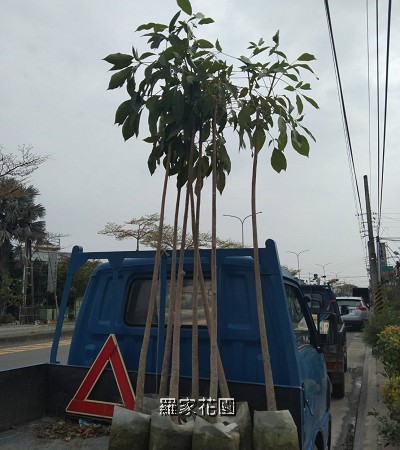 洋紅風鈴木