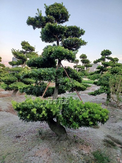 造型羅漢松
