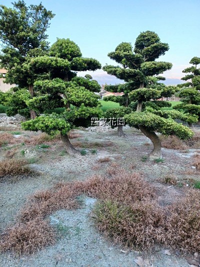造型羅漢松