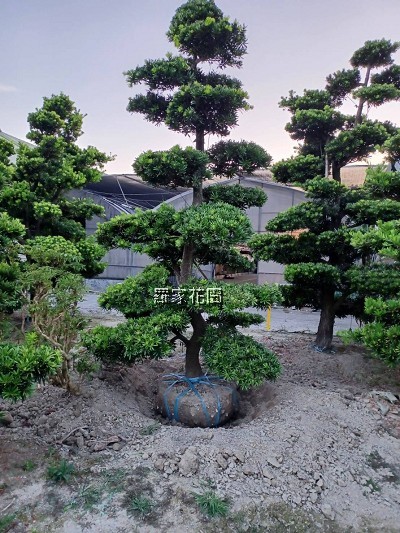 造型羅漢松